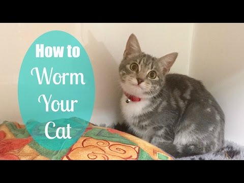 How to Worm Your Cat Like the Vets