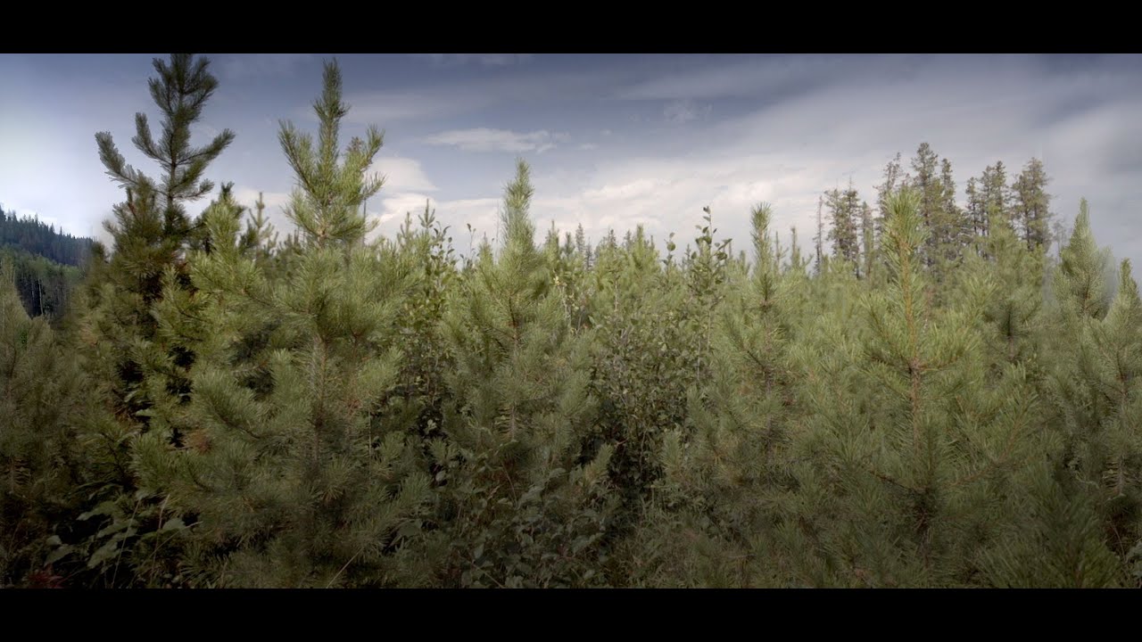 Resilience | Lessons from Nature