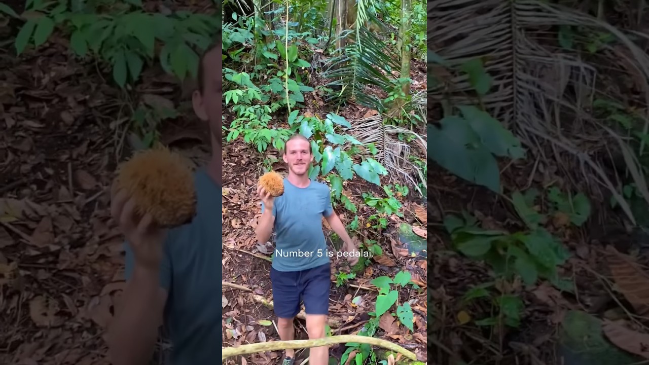 Which animal in the rainforest eats fruit? Tipseri