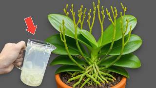 Only 1 cup of magic water, both roots and flowers bloom for 4 seasons