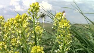 Best Day Of Your Life- Katie Herzig