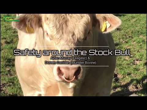 Safety around the Stock Bull