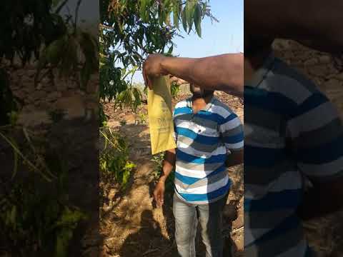Mango Protection Bag