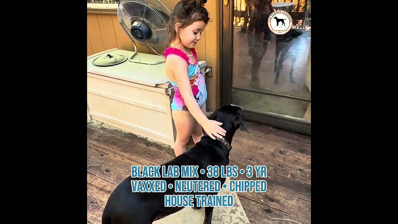 Enlarge Coco, a ADOPTABLE mixed breed in Incline Village, NV video 2/5