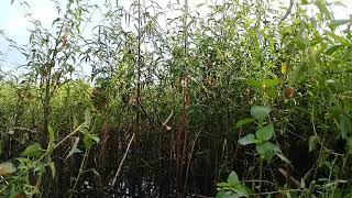 Download lagu pikat kerak basi alis hitam cukup dengan mp3 mp3