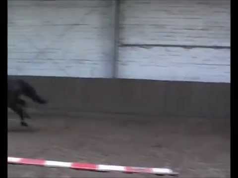 Donna Corrada BP * 2011 v. Cormint - Corrado I, Stamm 6879