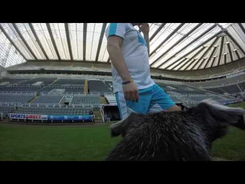 Hendrix the dogs dream day out at Newcastle United Football Club