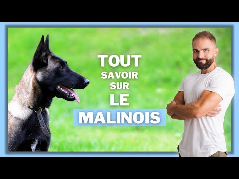 , title : 'Infos race de chien Malinois : caractère, éducation, comportement, santé du chien de race Malinois'