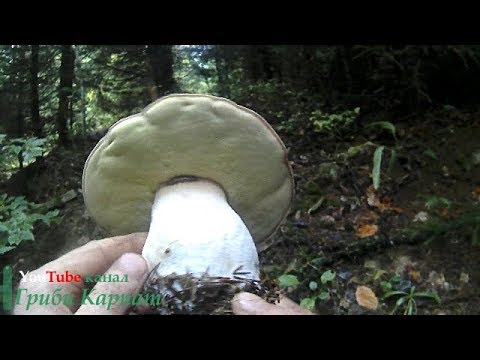 Трошки Грибочків в Дощ Немного грибочков в дождь A bit of Gribochki in the rain