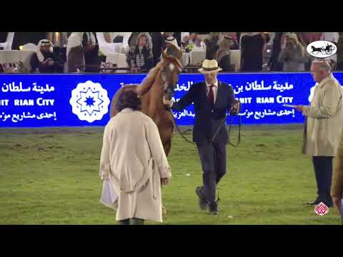 N 78 KOWETA KINSEY   PSAIAHF 2023   Mares 4 6 Years Old Class 4