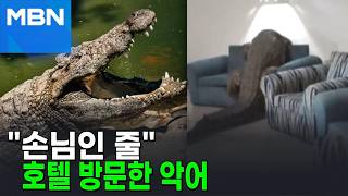 손님인 줄…'3.6m 악어' 황당한 호텔 체크인 [포크뉴스]