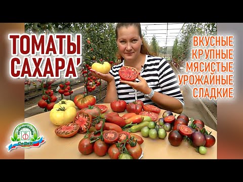 Вкусные, крупные, сладки и урожайные томаты. Сахарные томаты!