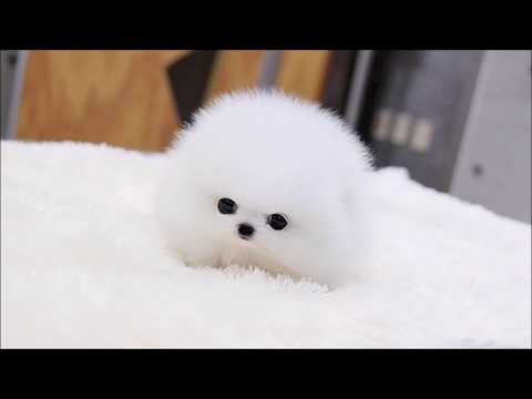 Mc Pur & $ICH - Kidanje Živaca