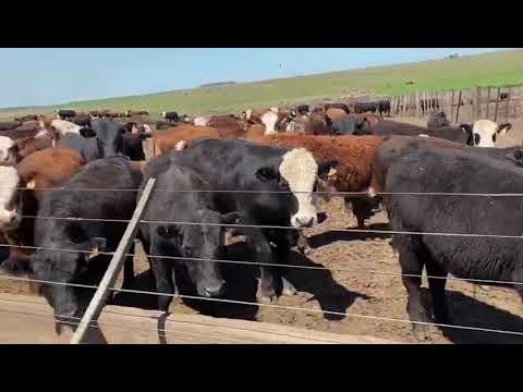 Eurogonaderos Group -  Venta de Terneros