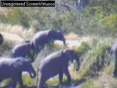 elephants with young at Djuma 10th june 07