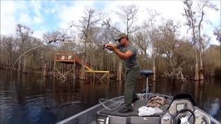 preview picture of video 'Big Largemouth Bass caught in the Sante Fe River Florida'