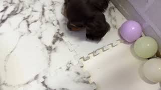 ミニチュアダックスの動画01