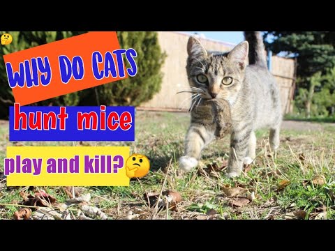 Why Do Cats Hunt Mouse, Play, Eat Alive and Kill | Reasons Behind