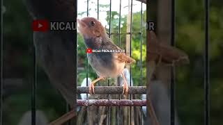 Download lagu Prenjak Betina Memanggil Jantan. Shorts# mp3 Download lagu Prenjak Betina Memanggil Jantan. Shorts# mp3