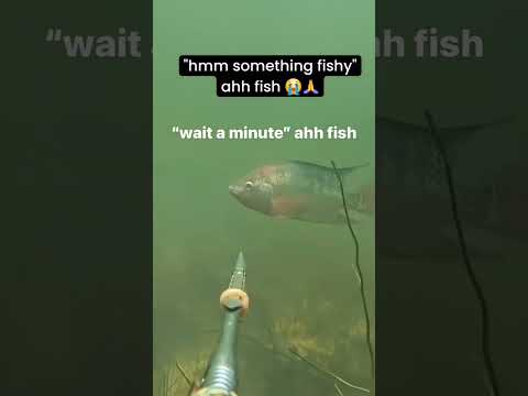 bro got stagger++ ahh fish 😭 🥀 #forsaken #limbuscompany  #johndoe  #gasharpoon #funny #memes #shorts