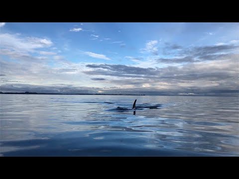 Special Orca Encounter
