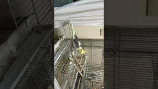 オカメインコのそら
