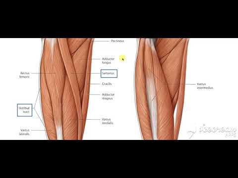 Quadriceps femoris