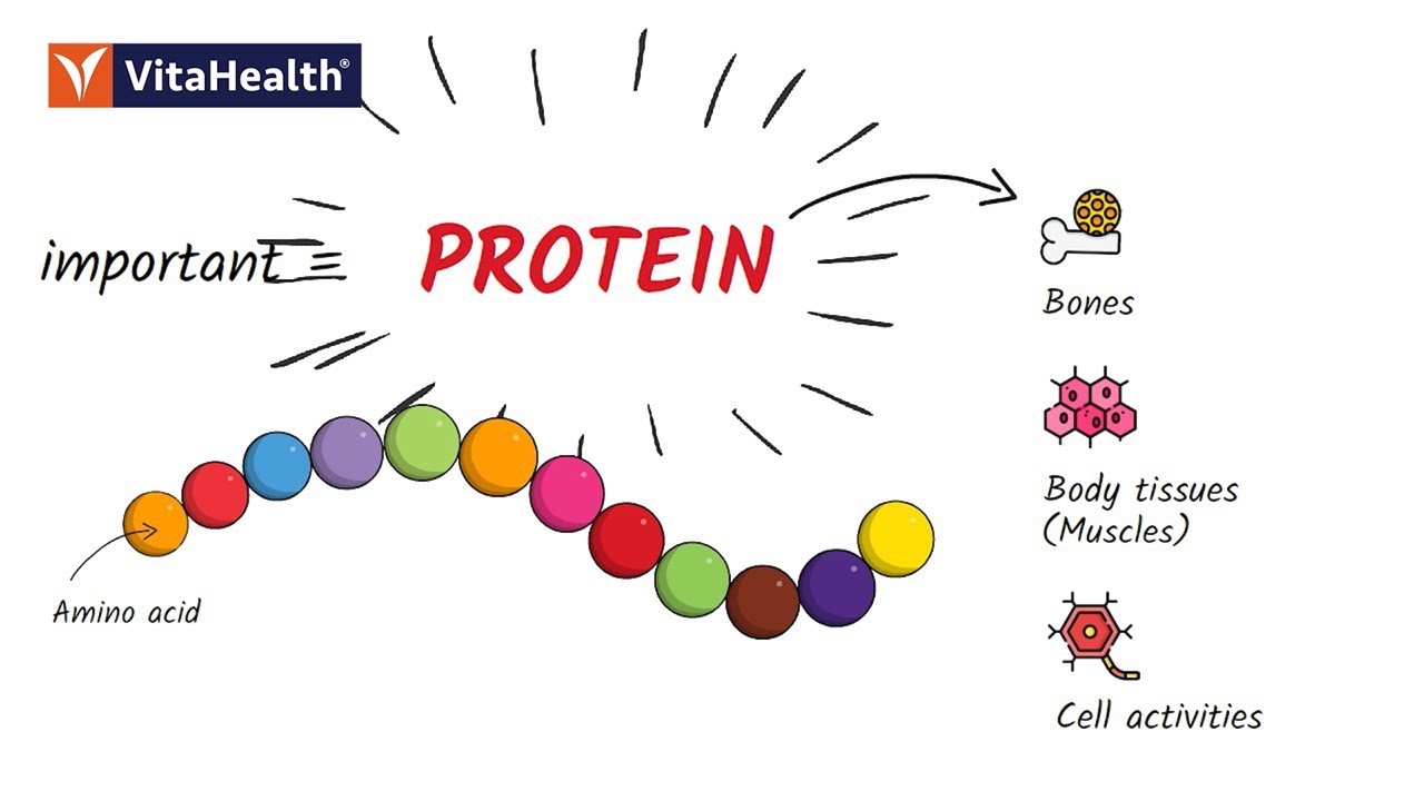 Are You Getting Enough Protein in Your Diet?