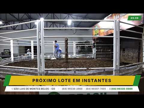 BRASIL LEILÕES - SÃO LUIS DE MONTES BELOS - GO -29/04/2026