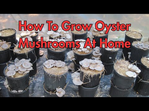 How to Grow Oyster Mushrooms at Home