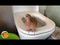 Velcro Bird Follows Lady Everywhere Even The Toilet Cuddle Buddies
