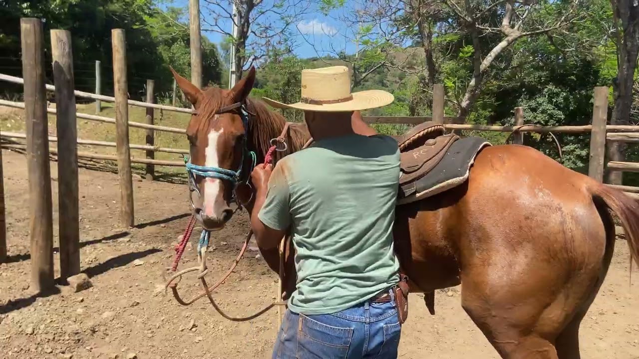 “It went wrong 🤦🏾‍♂️ The Paloma Potra jumped and knocked me down”