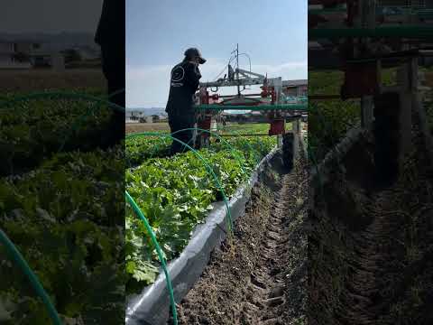 冬に向けて果樹を準備するにはどうすればよいですか？彼らをどうやって守るのか？  庭園