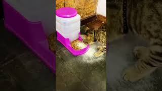 [問卦] 要怎麼練到像一拳會打死人的猛男啊☺