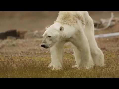Les images bouleversantes d'un ours polaire affamé agonisant