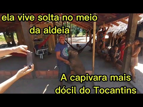 Índios kraôs de Itacajá Tocantins nos preparativos da feira das sementes 2025