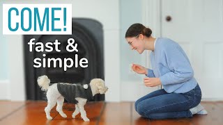 CAN’T GET YOUR DOG TO COME? | How we Trained our Maltipoo to COME as First-Time Dog Owners!