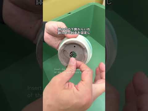 ダニエル・デュレの小さな果物