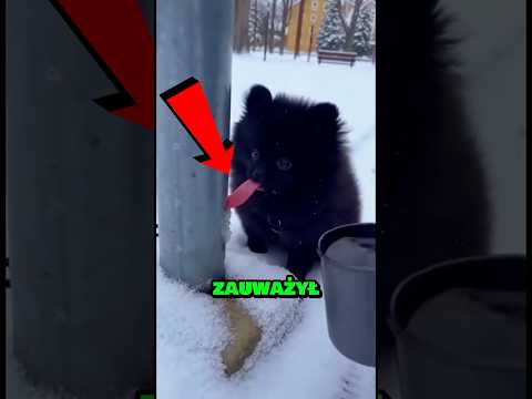 Na mrozie pieskowi przykleił się język do metalowego słupa 🐶❄️