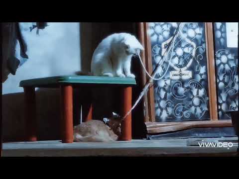 cat  fighting 😸🙀😾