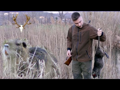 Auf Nutrias mit der .22long rifle  / Hunting Nutrias