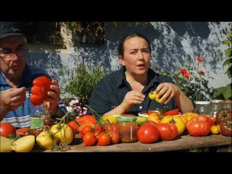 Triump of the Tomato 1/2