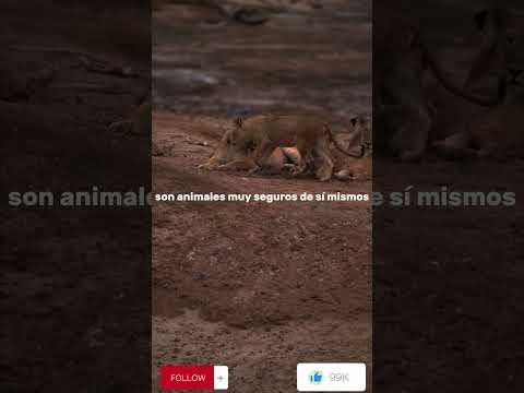 ¿Quieres ser exitoso? Cultiva la confianza de un león  #shortsyoutube #shortvideo #_short #short