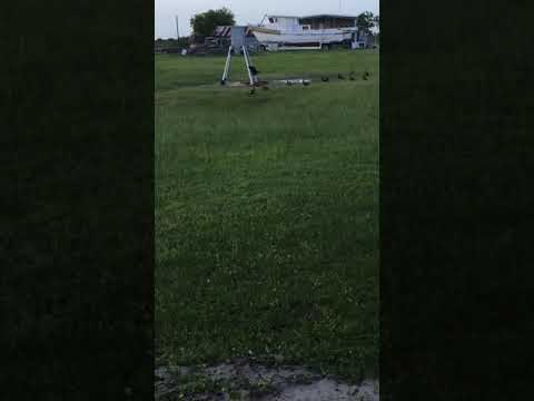 Black Bellied Whistler Ducks at the feeder. Live Cam Coming Soon