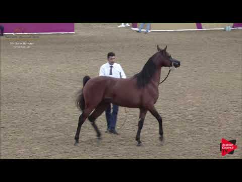 N.267 BAHER AL SHAQAB - 2019 Qatar Individuals - Stallions 4 to 6 Years Old (Class 10A) .mp4