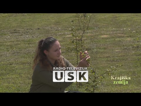 KRAJIŠKA ZEMLJA - Krajiški lješnjak u pogonima prehrambene kompanije Ferrero