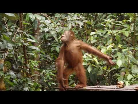 les bébés orangs-outans  ... de vrais petits clowns