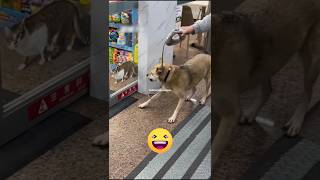 When You cheat the puppies