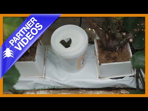  How to use Spidend from Koppert Video 