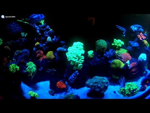 5 Minutes of my aquarium life - 5 Minut życia mojego akwarium.
